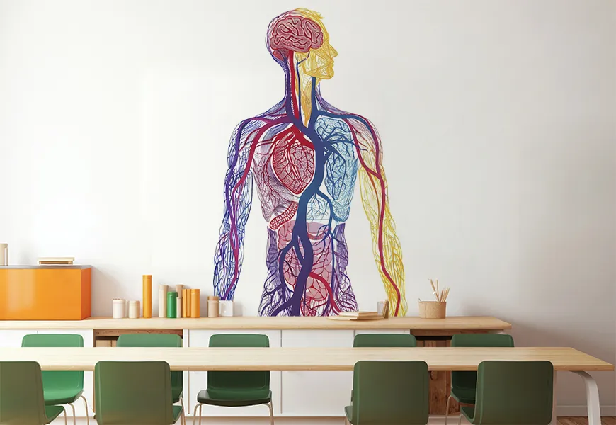 کاغذ دیواری مدرسه ساختار آناتومی بدن