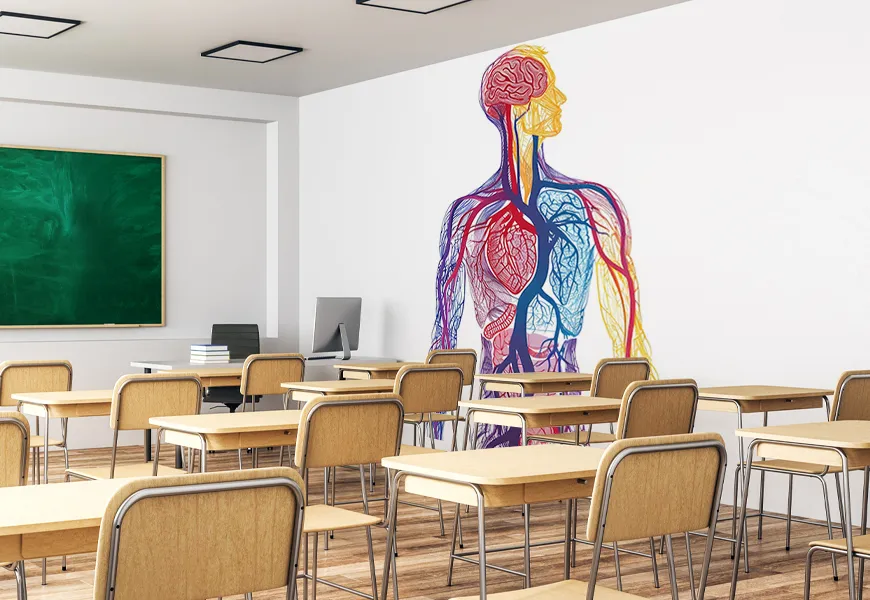 کاغذ دیواری مدرسه ساختار آناتومی بدن