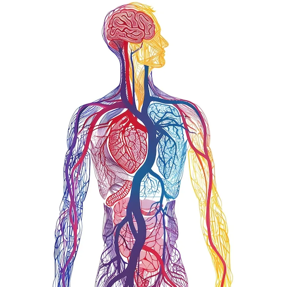 کاغذ دیواری مدرسه ساختار آناتومی بدن