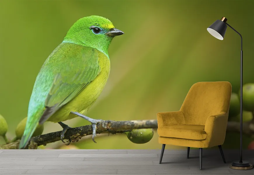پوستر حیوانات طرح پرنده سبز عجیب