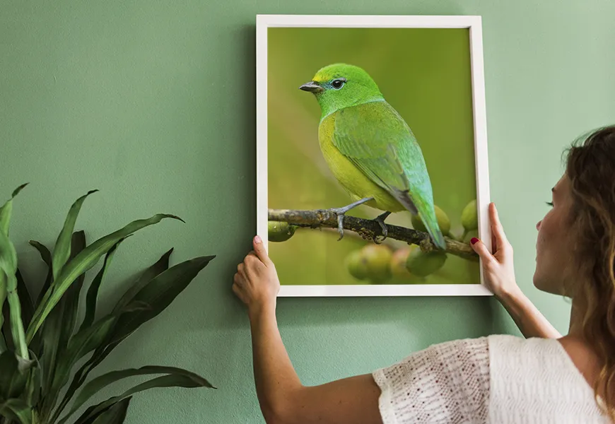پوستر حیوانات طرح پرنده سبز عجیب