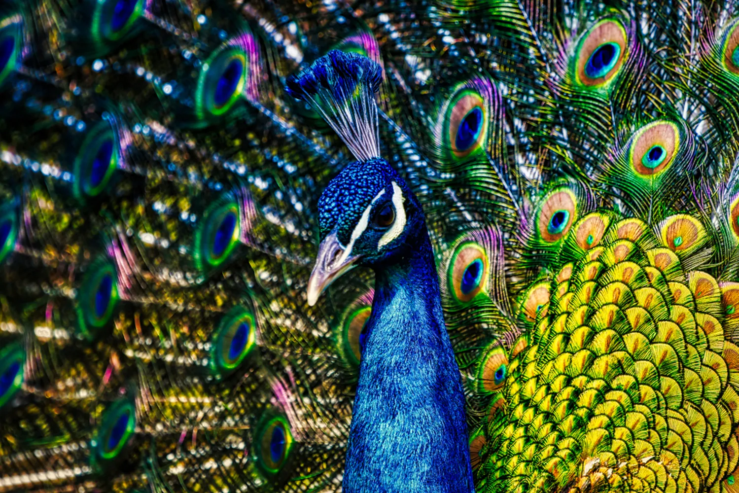 پوستر دیواری حیوانات طرح طاووس با دم باز