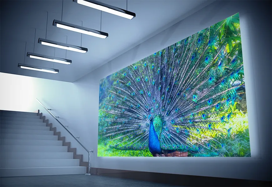 کاغذ دیواری حیوانات طرح پرتره پر طاووس
