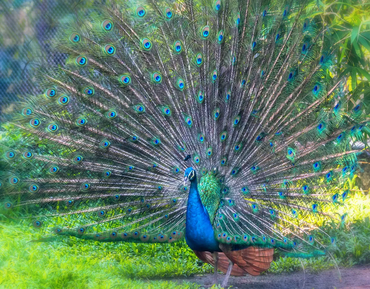 کاغذ دیواری حیوانات طرح پرتره پر طاووس