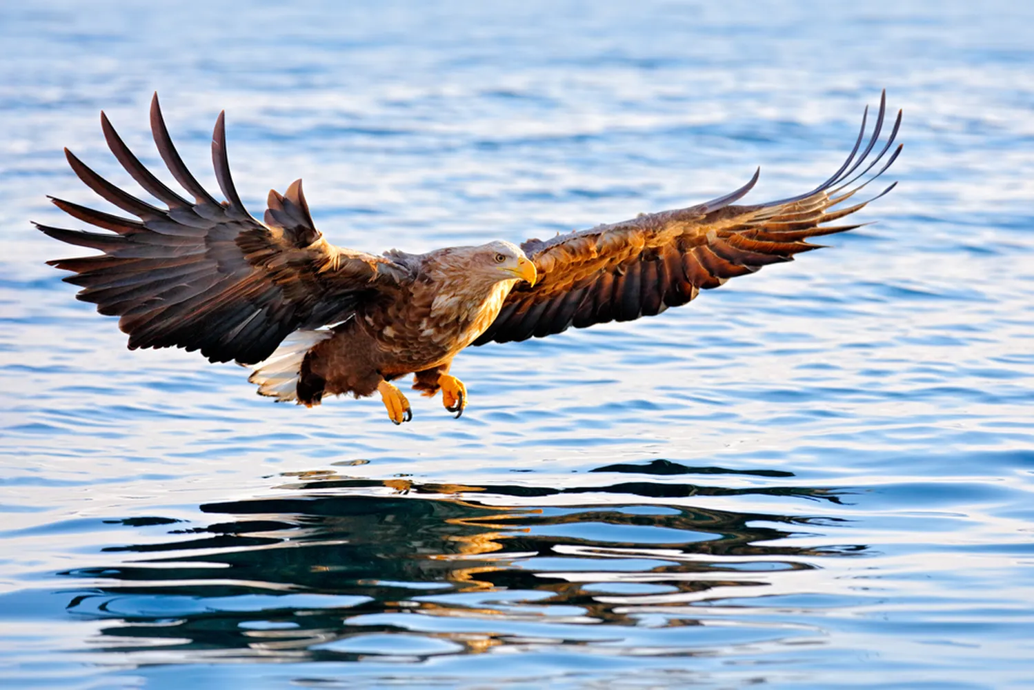 پوستر حیوانات طرح پرواز عقاب بر فراز دریا