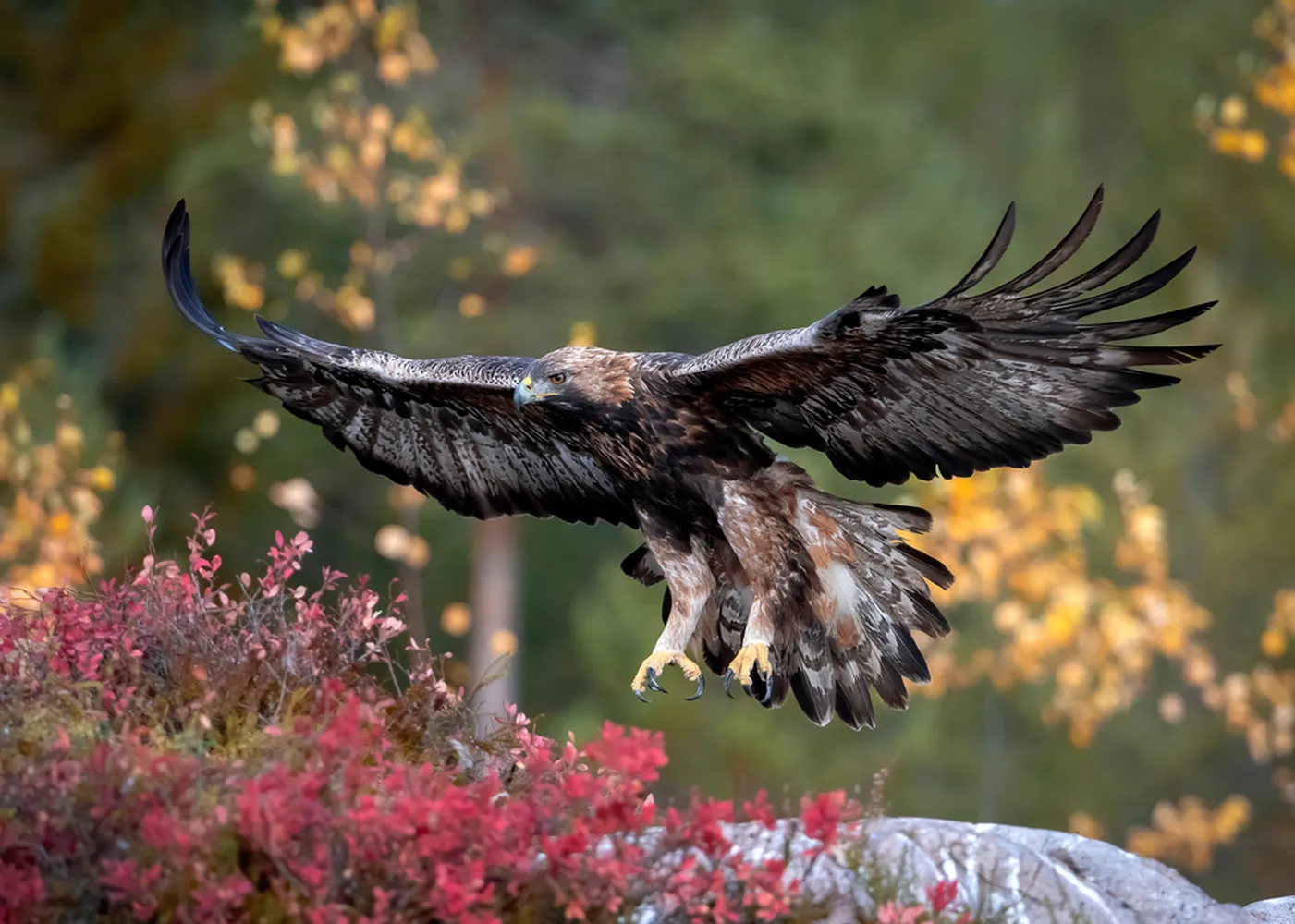 پوستر حیوانات طرح فرود عقاب در جنگل پاییزی