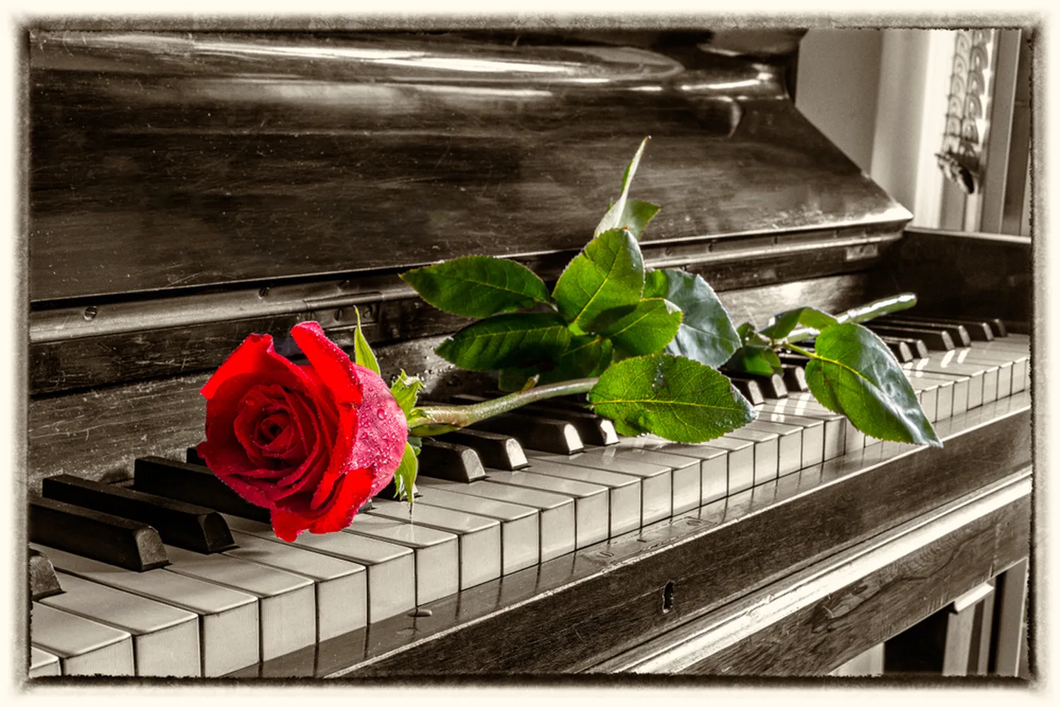 پوستر 3 بعدی رز قرمز روی کلیدهای پیانو