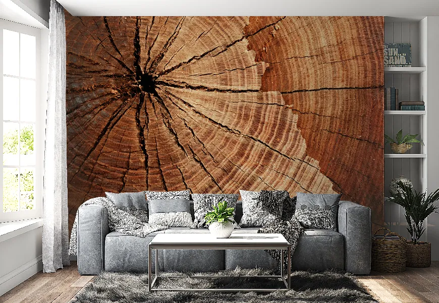 پوستر طرح مقطع تنه بخش سالانه کنده درخت