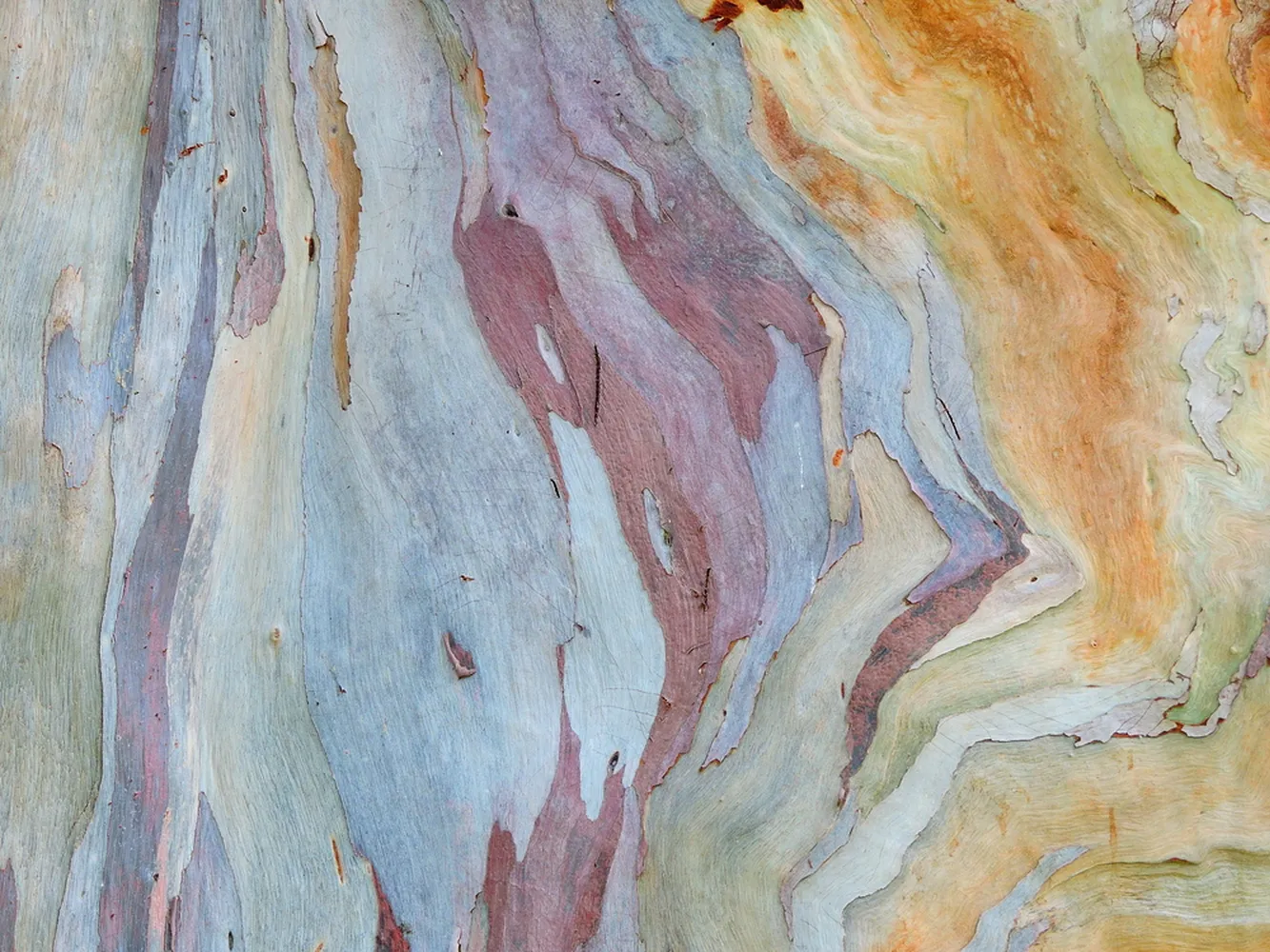 کاغذ دیواری طرح رنگارنگ برهنه شده درخت اکالیپتوس