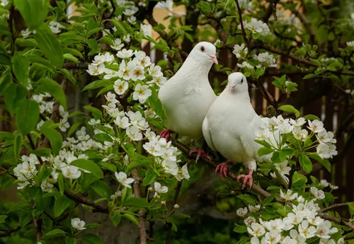 پوستر سه بعدی طرح دو کبوتر عاشق سفید در میان شکوفه ها